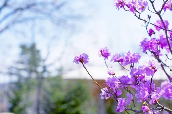 Beautiful branches with flowers rosemary on the background of the sky. Natural nature bright colors