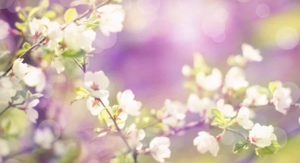Defocus banner natural background blurred small flowers on a branch. Pastel colors toning