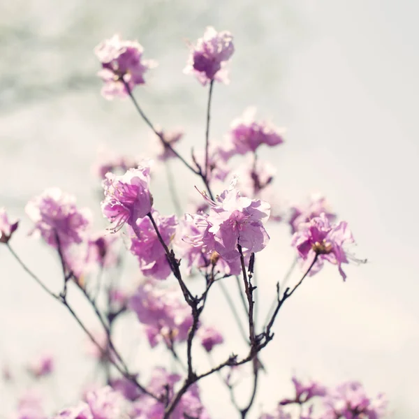 Gökyüzünün Güzel Dalları Ile Çiçek Biberiye Arka Planda Doğa Doğal — Stok fotoğraf