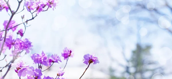 Banner Vackra Grenar Med Blommor Rosmarin Bakgrunden Himlen Naturlig Natur — Stockfoto