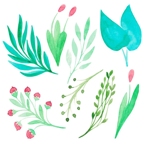 Vesiväri kuvitus joukko elementtejä vehreyden ja kukkia Oksat ja lehdet käsin maalattu clipart — kuvapankkivalokuva