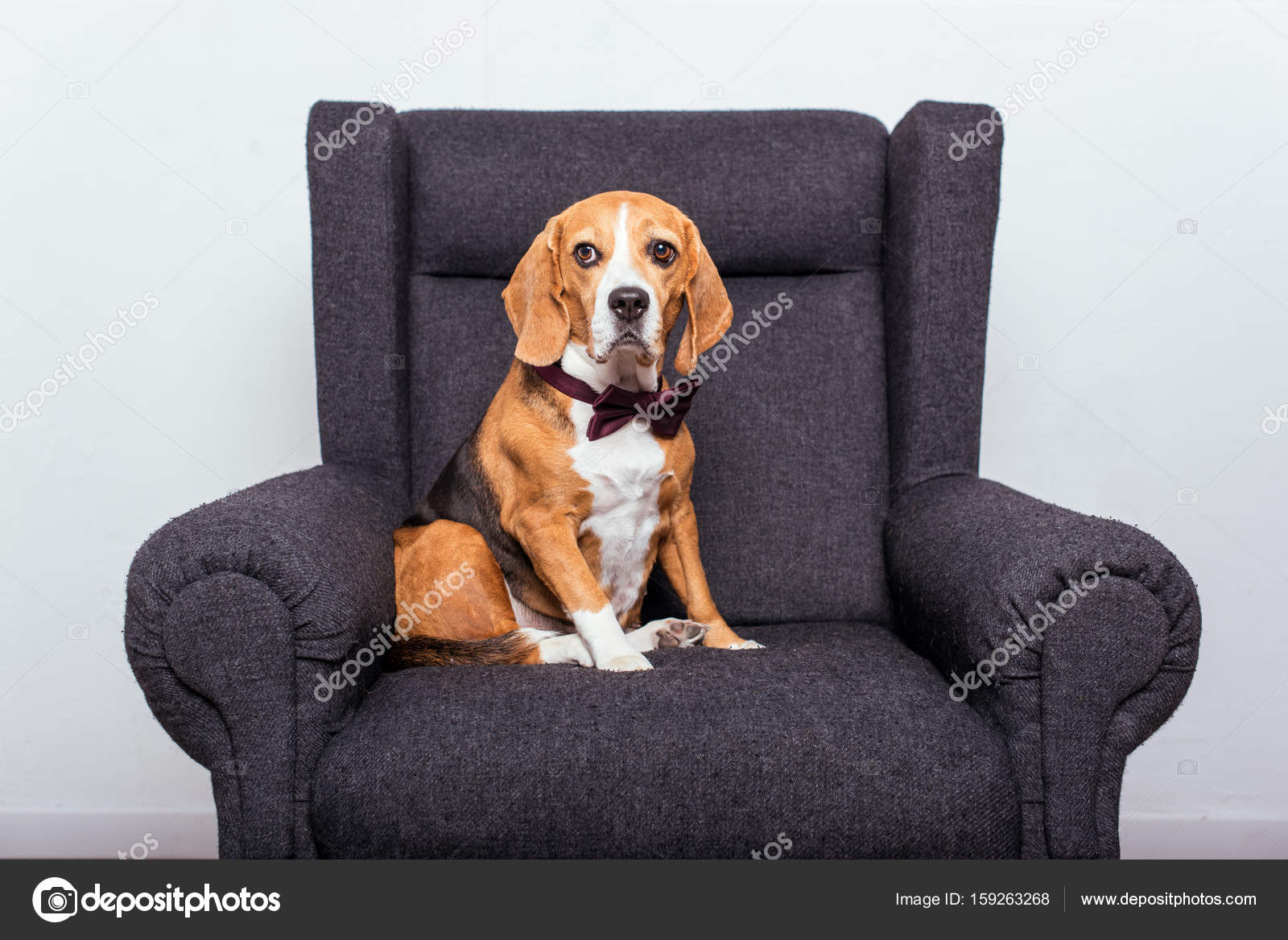 Beagle dog in bow tie — Stock Photo © IgorVetushko 159263268