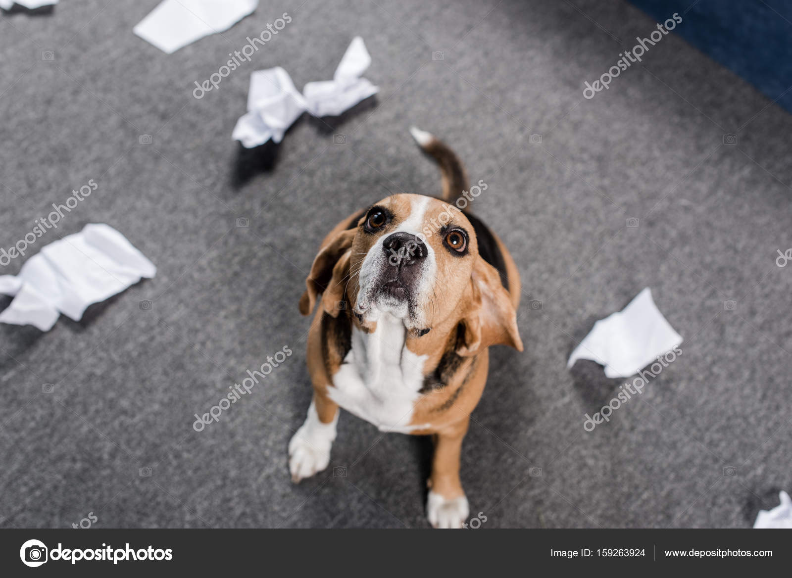 Dog with torn paper — Stock Photo © IgorVetushko 159263924