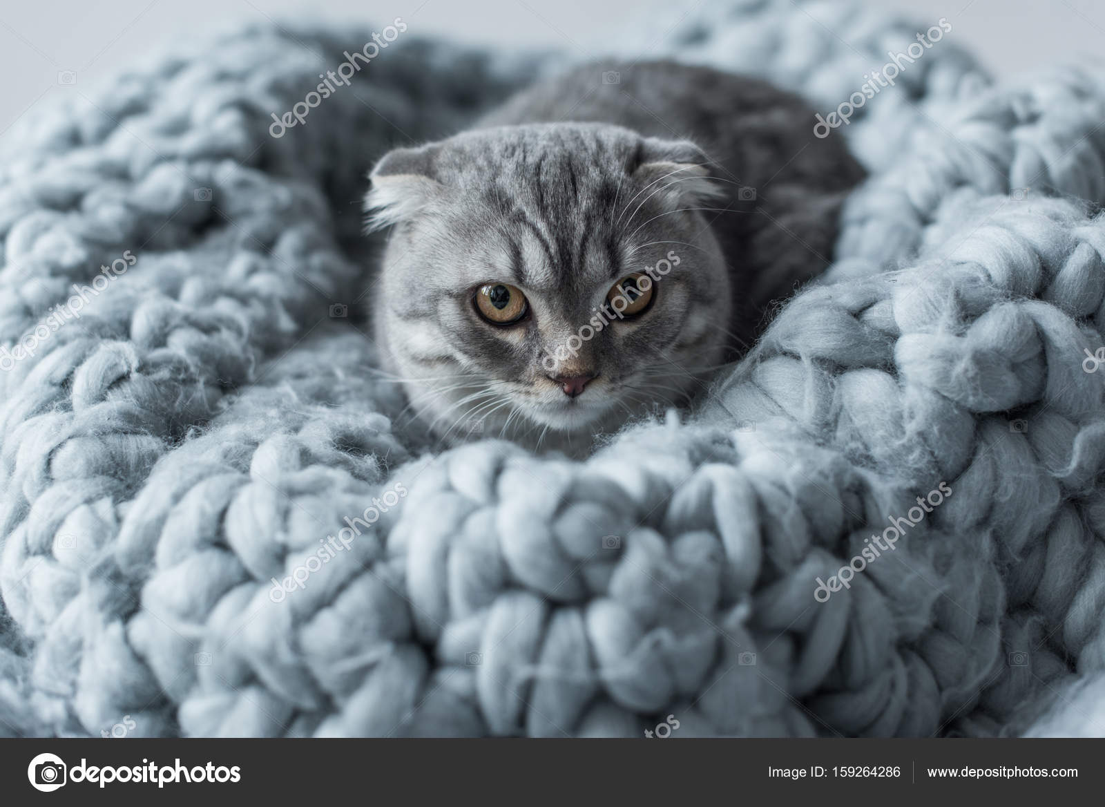Cat on wool blanket Stock Photo by ©IgorVetushko 159264286