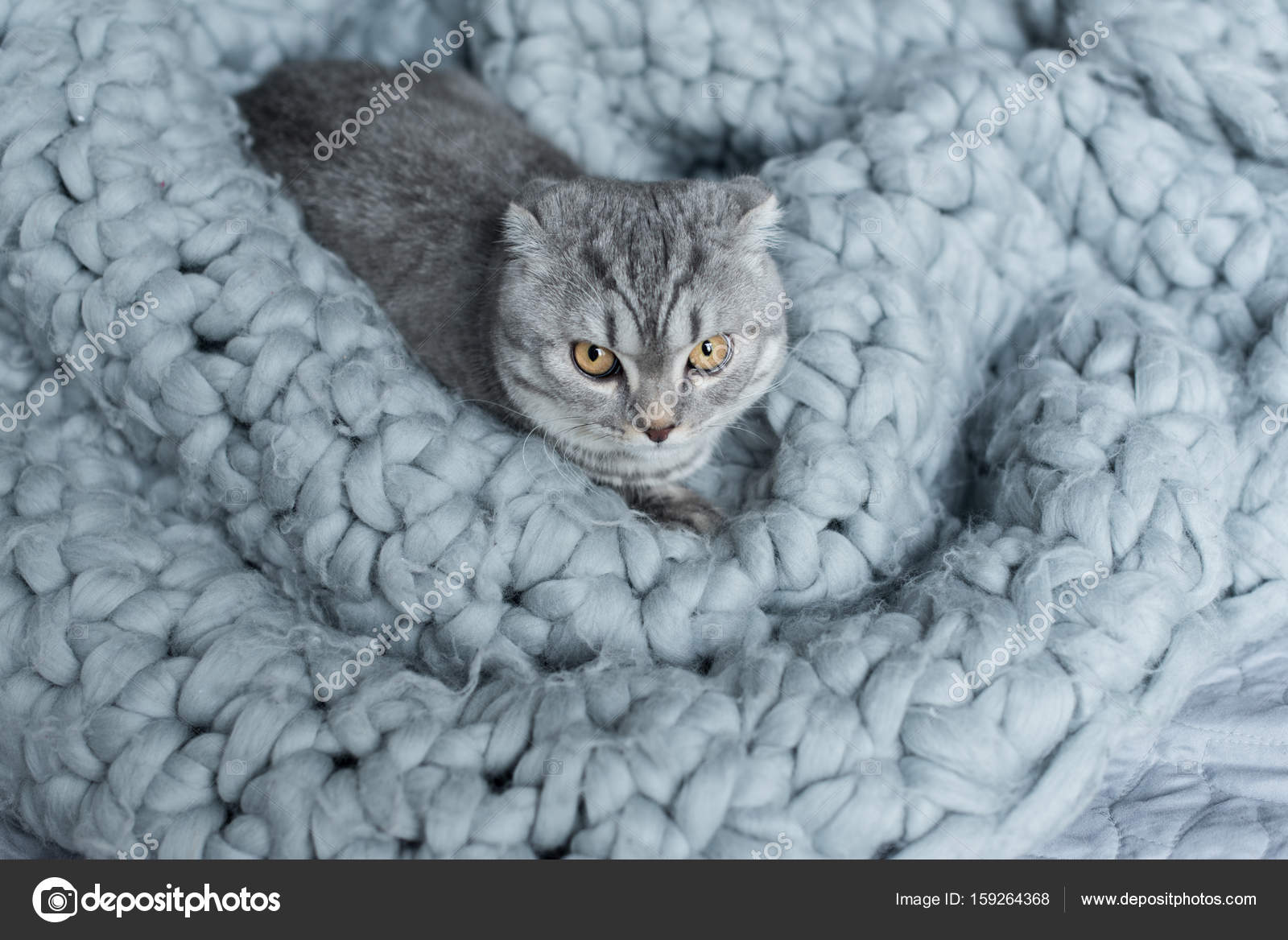 Cat on wool blanket — Stock Photo © IgorVetushko 159264368