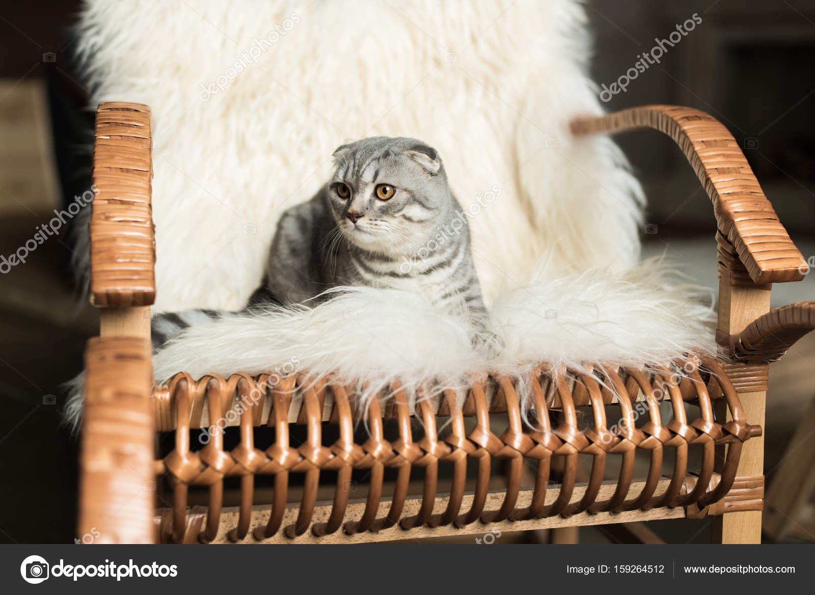 Cat on rocking chair — Stock Photo © IgorVetushko 159264512