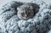 macska a gyapjú takaró
