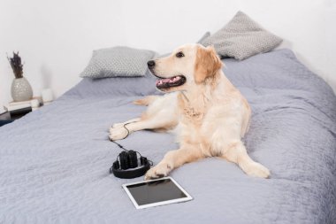 kulaklıklar ve dijital tablet ile köpek