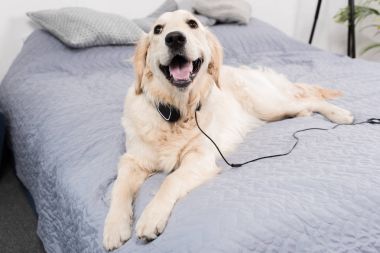 Kulaklıklar ile komik köpek  