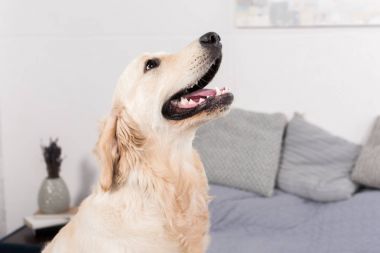 Golden retriever köpeği
