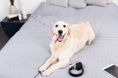 kulaklıklar ve dijital tablet ile köpek