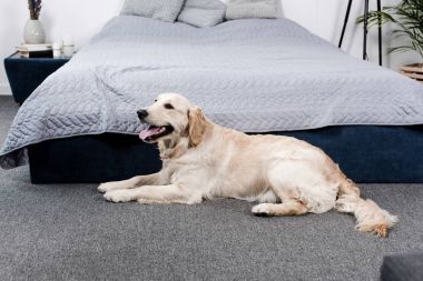 tüylü golden retriever köpek