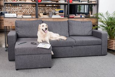 Golden retriever köpek Divan