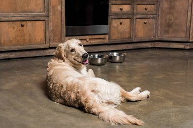 Golden retriever köpeği