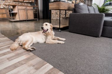 Golden retriever köpeği