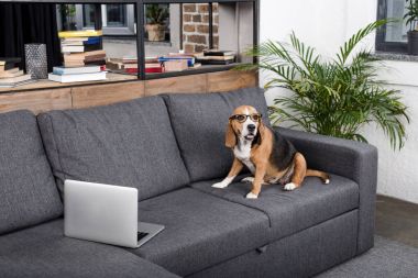 Beagle köpek ile laptop