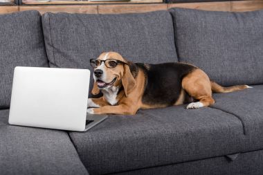 Beagle köpek ile laptop