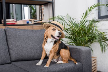 beagle dog in hat 