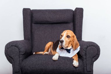papyon Beagle köpek