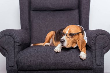 gözlük Beagle köpek