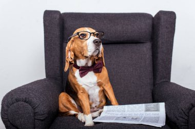 Beagle köpek gazete ile