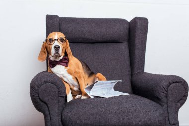 gözlük Beagle köpek