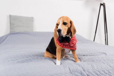 üzgün beagle köpek 