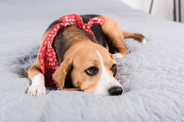üzgün beagle köpek