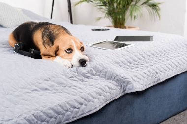 dijital cihazlar ile köpek