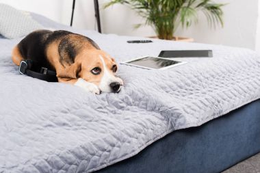 dog with digital devices clipart
