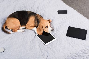 dijital cihazlar ile köpek