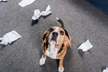 yırtık kağıt ile köpek