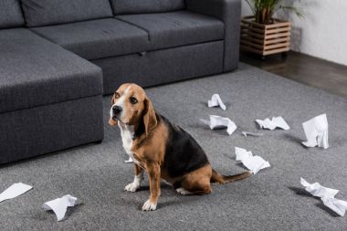 dog with torn paper clipart