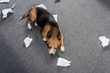 yırtık kağıt ile köpek