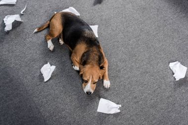 dog with torn paper clipart