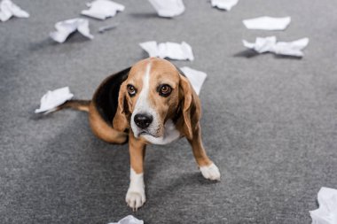 yırtık kağıt ile köpek
