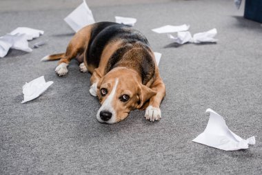 yırtık kağıt ile köpek