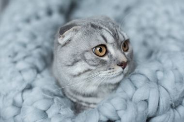 Cat yün battaniye Tarih: