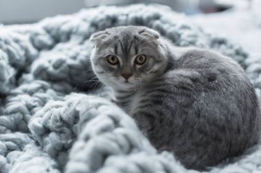 cat on wool blanket clipart