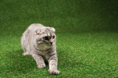 kabarık İskoç fold kedi 