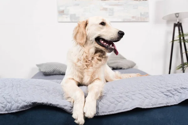 Golden retriever dog — Stock Photo, Image