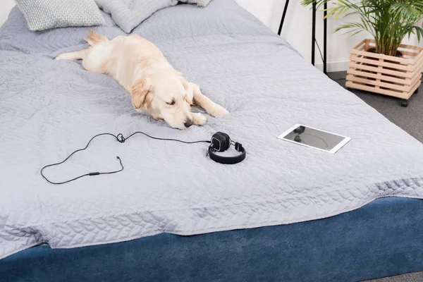 Perro con auriculares y tableta digital — Foto de Stock