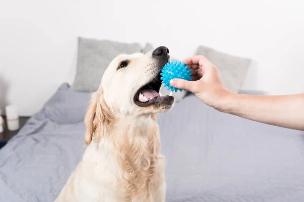 Hund leker med boll — Stockfoto