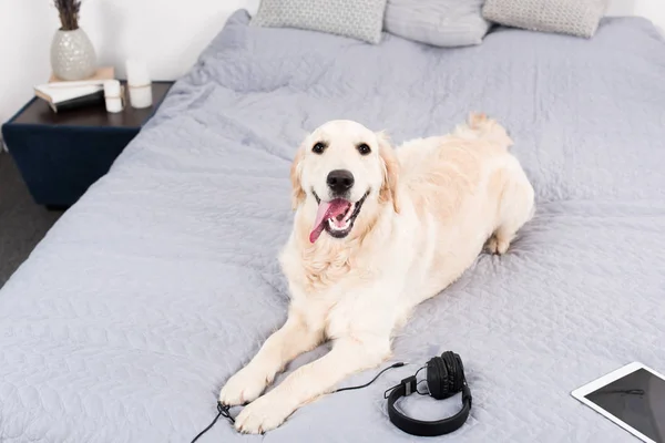 Собака с наушниками и цифровым планшетом — стоковое фото