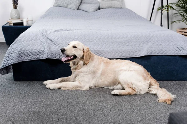 Harige golden retriever hond — Stockfoto