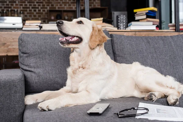 Dog with remote control — Stock Photo, Image