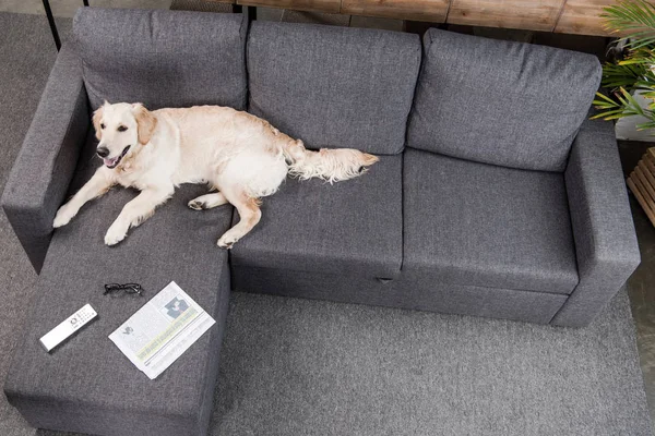 Golden retriever dog on sofa — Stock Photo, Image