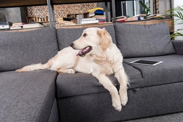 Cane con tablet digitale — Foto Stock