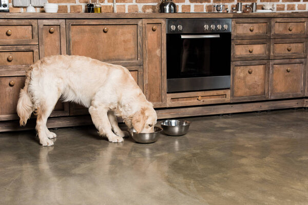 hungry golden retriever dog