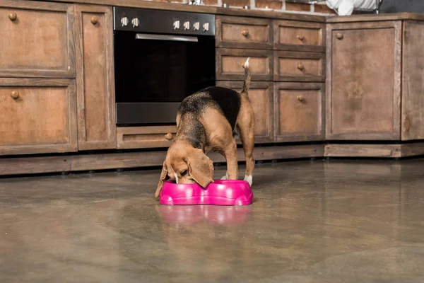 Perro beagle hambriento — Foto de Stock